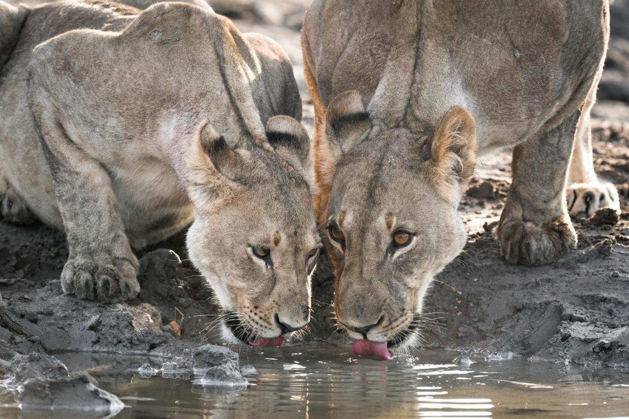 Anderssons At Ongava Villa Okaukuejo Bagian luar foto